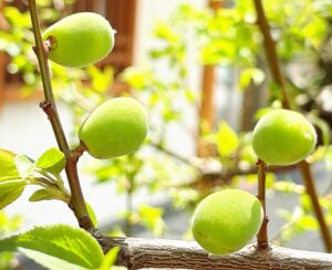 UME