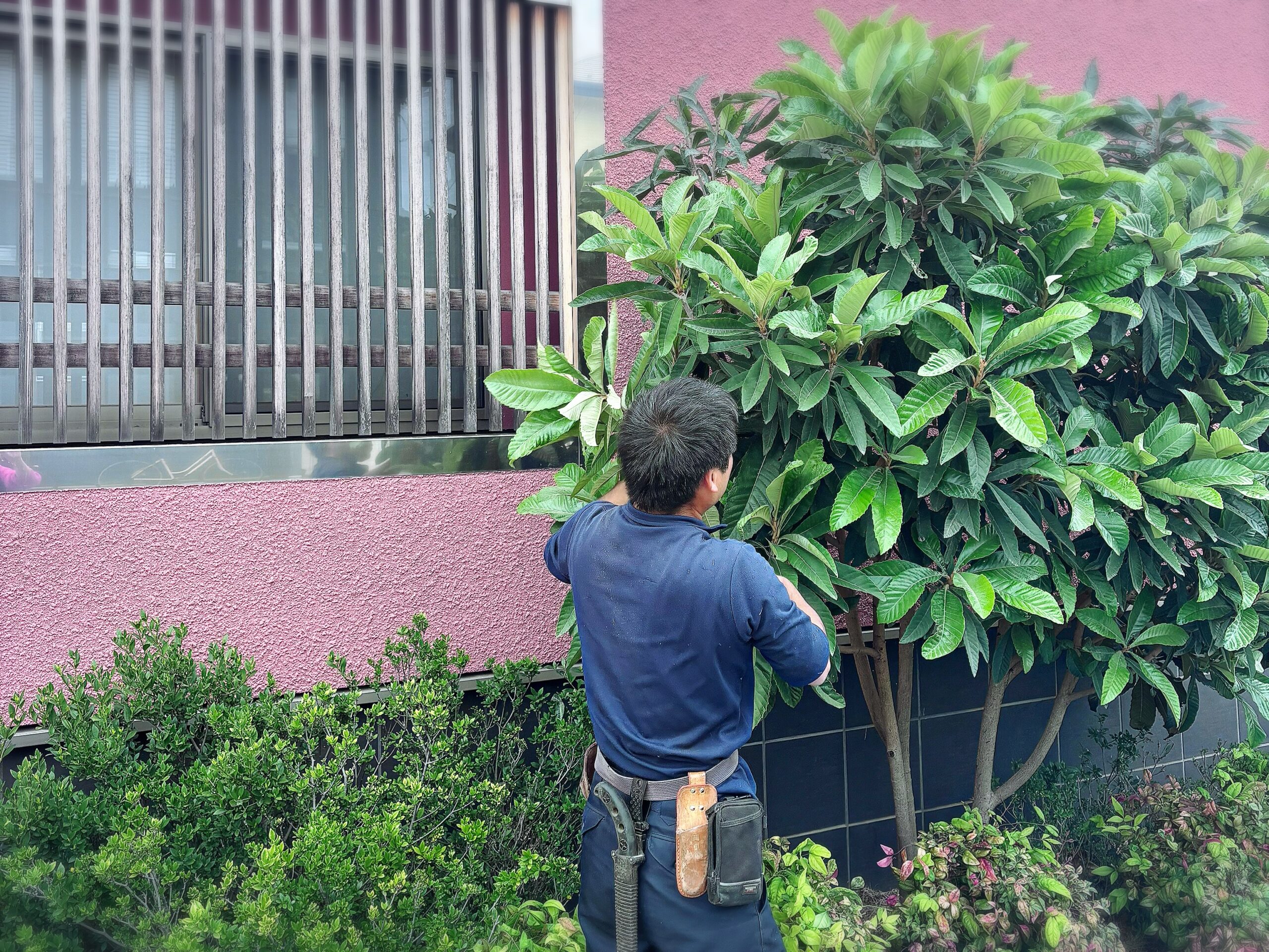 木々の手入れ