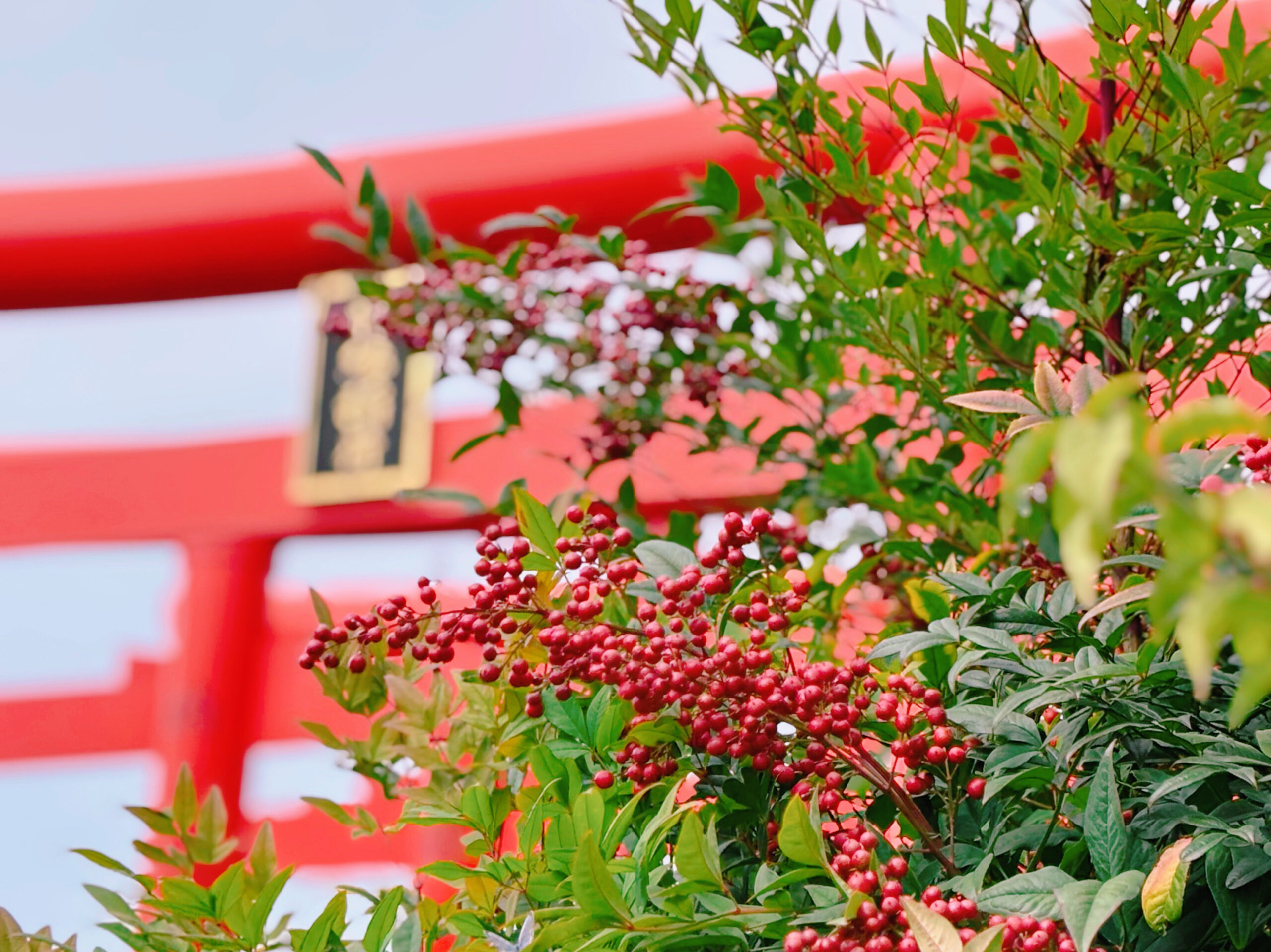 赤く色づく南天の実