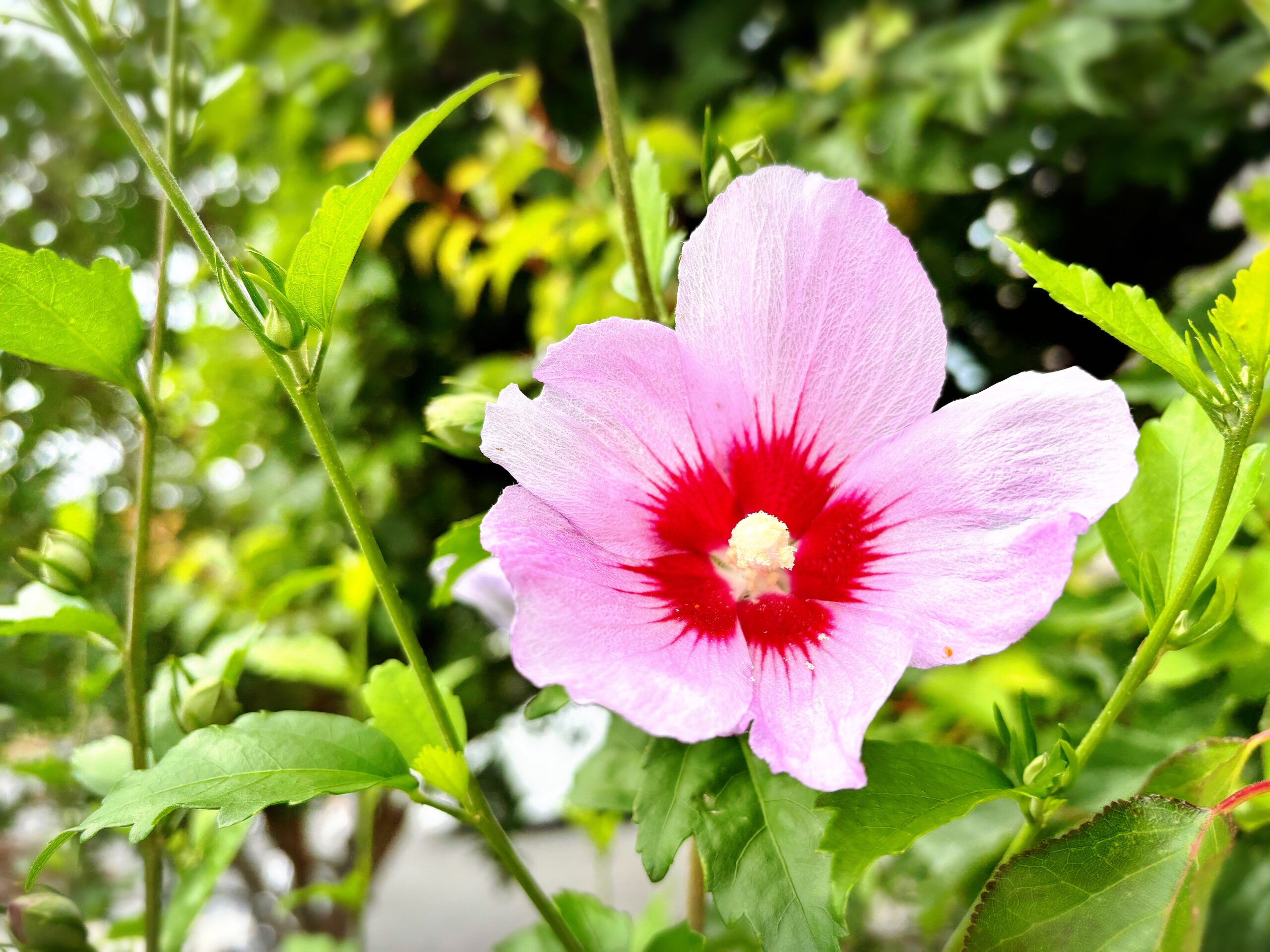 次々に開花する槿