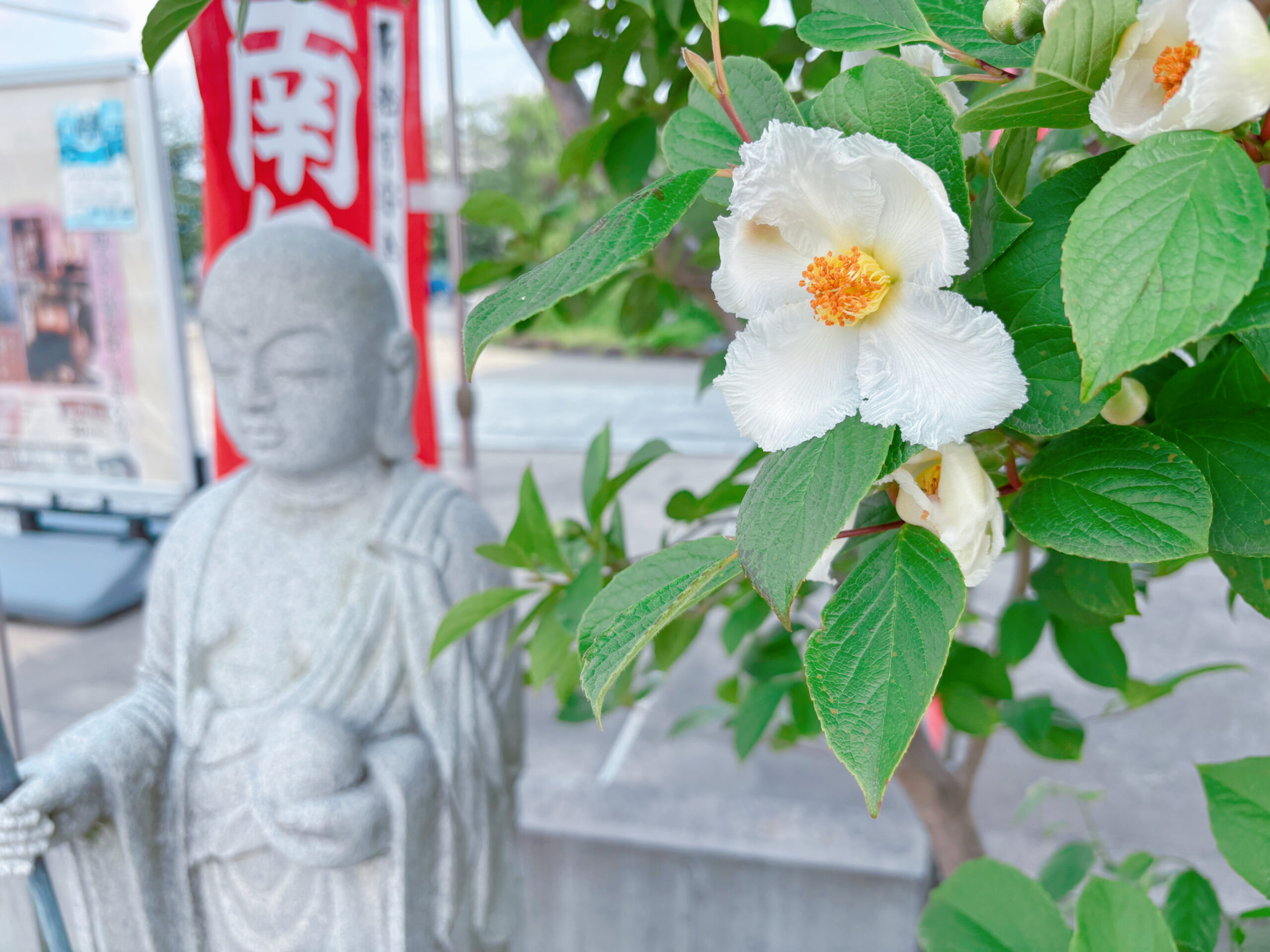 沙羅双樹の花